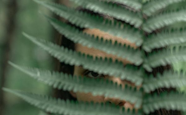 Frau versteckt sich hinter einem Farnzweig