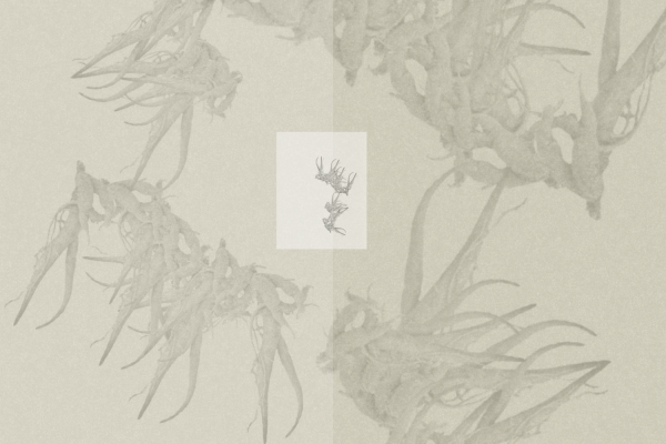 Wishing Well Auf einem beigen Hintergrund sind Wurzeln in etwas dunklerem Beige abgebildet.